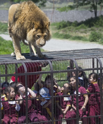 Children inside a cage watch at close quarters a lion at the Safari Lion Zoo in Rancagua, Chile.