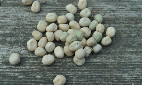 Pea seed