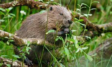 Photograph taken as part of documenting the Devon Beaver Project for Devon Wildlife Trust