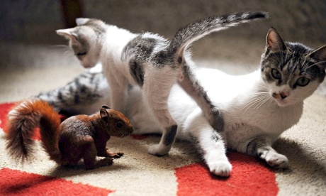 cat kitten and squirrel