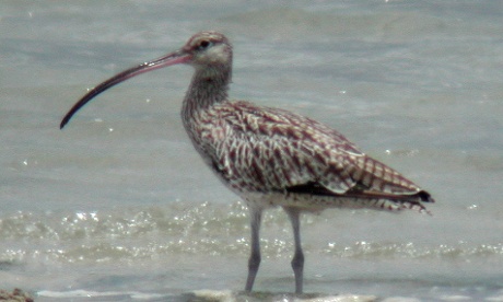 Eastern curlew