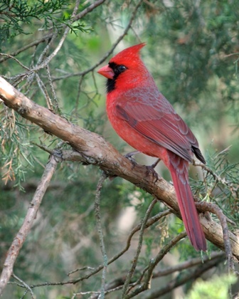 An adult male northern cardinal, Cardinalis cardinalis.