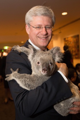 Canadian Prime Minister Stephen Harper holds a koala before the start of the first G20 meeting in Brisbane, Australia, 15 November 2014.