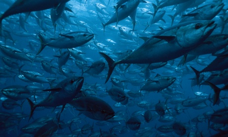 Bluefin tuna