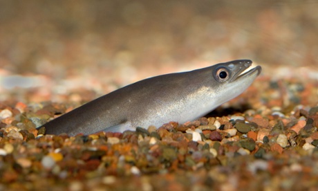 American eel
