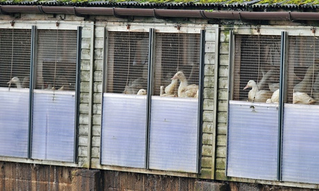 Ducks at a farm in East Yorkshire where bird flu has been detected