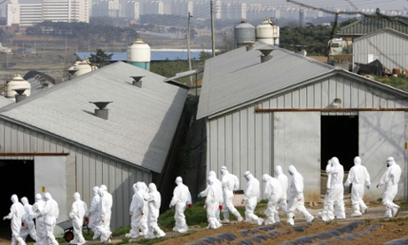 South Korean quarantine officials at a poultry farm where a suspected bird flu case was reported in April.
