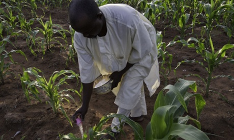 Smallholder farmer Idris Suleiman puts on a second application of urea to his maize crop in Ibbi, Nigeria.
