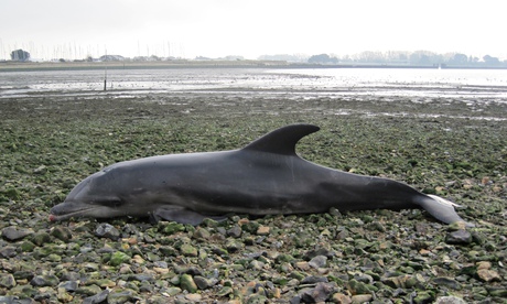 stranded dolphin