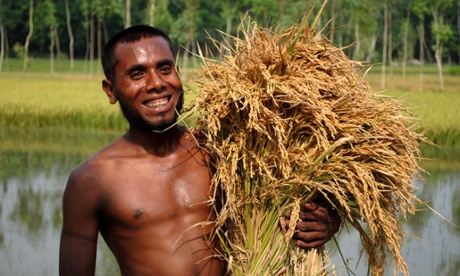 Gathering rice from the field