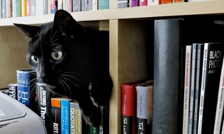 cat on bookshelf