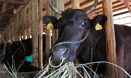 Butter rationing has been blamed on a shortage of milk production by herds in Japan