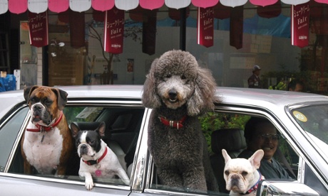 dogs in car