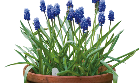 Gardens: winter pots