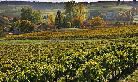 Vineyard rows in Cognac in the sun, with hills behind