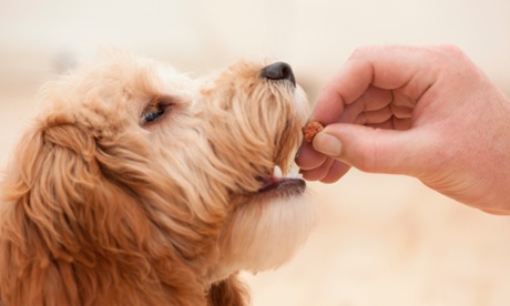Feeding a cockapoo puppy a treat