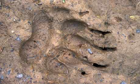 Country Diary Archive : European Badger, Dachs, Meles Meles, Europeeuropeanbadgertracktrac