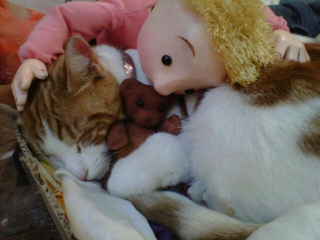 Little Angel theatre cat