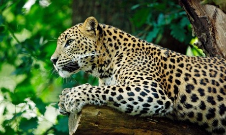Leopard
