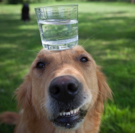 Mona the dog with glass of water