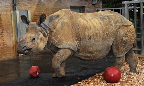 One of the five Indian rhinos at Whipsnade zoo