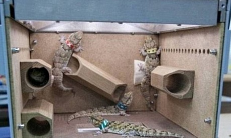 The Russian geckos in their habitat on Earth.