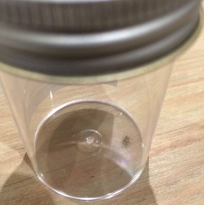 The spider after it had been removed.