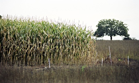Genetically modified maize growing in Shropshire UK It is protected by an electric fence