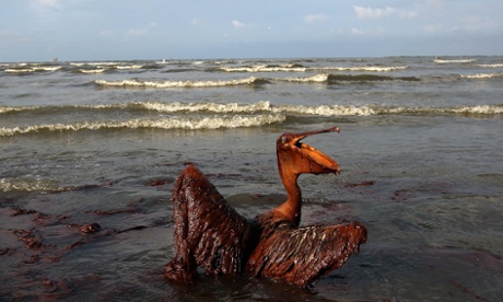 pelican