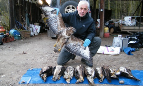 Undated handout photo issued by the RSPB of an Investigations Officer with nine poisoned buzzards, as Allen Lambert, 65, has escaped an immediate jail term after being found guilty of deliberately killing 10 buzzards and a sparrowhawk and possession of pesticides and items used to prepare poison baits.