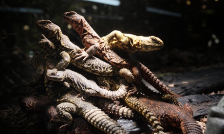 Uromastyx Geyris, or comomly known as Saharan Spiny-tailed Lizards, are pictured in a glass enclosure on September 17, 2009 after being siezed by customs officials at Charles de Gaulle airport in freight coming from Niger on September 10. In 2008 French customs seized some 690 live animals of that 439 turtles.