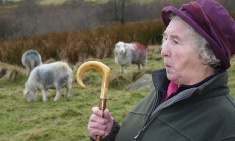 Jean Wilson whistling for her sheepdogs when gathering her flock of prize Herdwicks