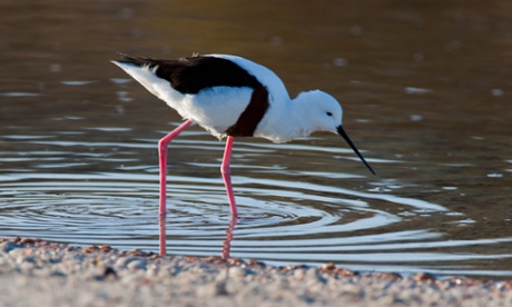 Banded Stilt (Cladorhynchus leucocephalus) at Rottnest Island, Western Australia.