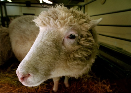 Dolly the world's first cloned sheep