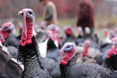making thanksgiving farmers