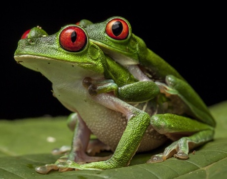 rainforest alliance frog