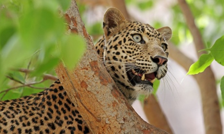 A leopard - how soon before we can see one?