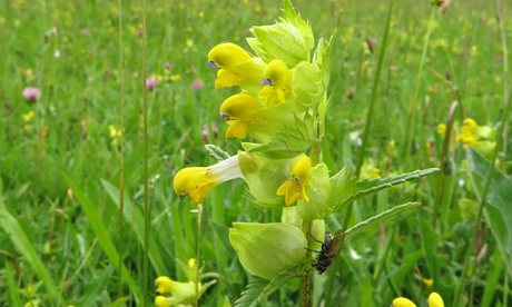 yellow rattle