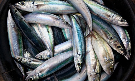 Mackerel in the Palmeira fishing village waits to be sold on the local market, Cape Verde