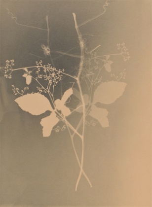From the Weeds of Hiroshima, 1997. João Penalva's photograms resemble the horrifying imprints of people and wildlife that appeared throughout Hiroshima, caused by the immense light of the nuclear explosion.