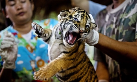 Handout photo obtained on December 12, 2012 from the World Wildlife Fund (WWF) shows a veterinary team from the wildlife forensic unit taking blood samples to trace the DNA of one of 16 tigers cubs seized from smugglers on October 26, 2012 in Thailand. The tiger cubs were being smuggled across the border from Thailand into Laos two-per crate in the back of a truck after they were very likely reared in an illegal tiger farm in Thailand and destined for China.