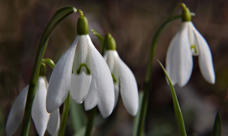 Snowdrops up close