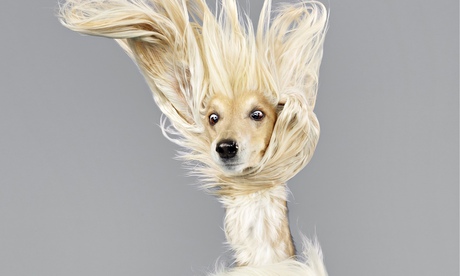 Afghan hound (detail) by photographer Julia Christe