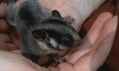 Leadbeater's possum.