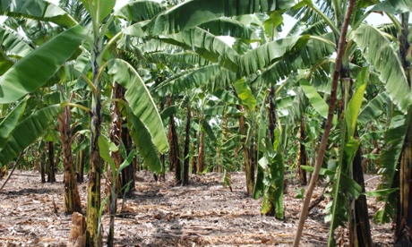 Fertiliser in Uganda