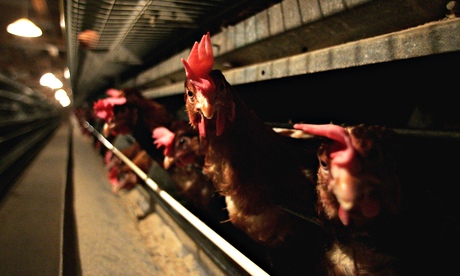 Battery hens in Suffolk. Germany, the Netherlands and the UK have recently found the H5N8 avian flu 