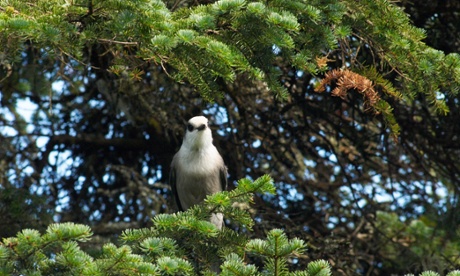 wildlife in FSC forest