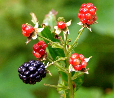 FSC forest berries