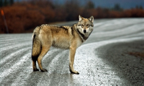 gray wolf 