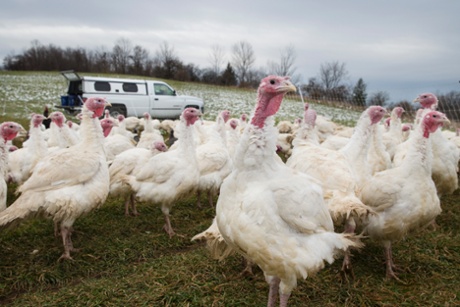 Broad Breasted Whites, a specific breed of turkey prized for their size and larger proportion of white meat, stand in their paddock at Violet Hill Farm before they are harvested for Thanksgiving.
